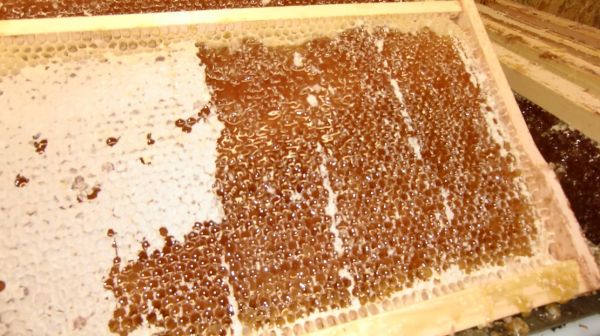 Waldhonig aus eigener Imkerei, 2500g, Bienenhonig,Tannenhonig, Blütenhonig, honig, honey, miel, miele, bal